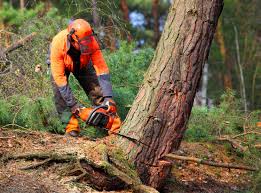 How Our Tree Care Process Works  in Belleair Beach, FL